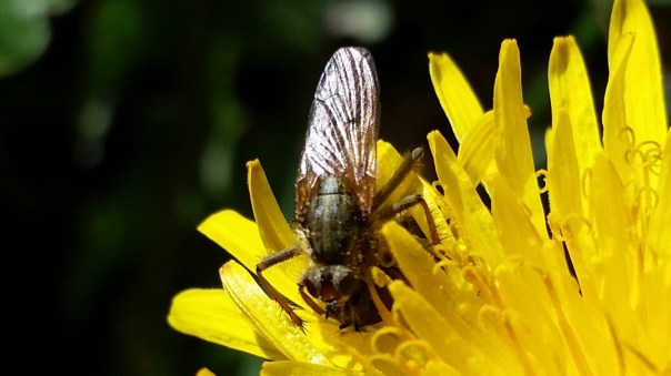 13820628883_afcab4cba7_o