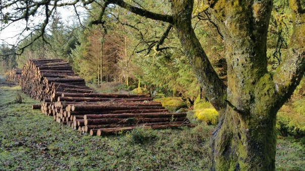 20141109_092712.jpg image